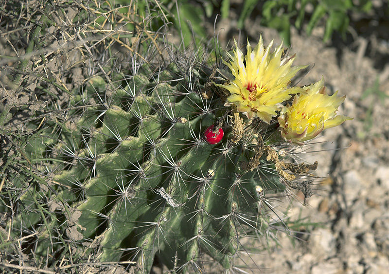 Thelocactus setispinus var orcuttii